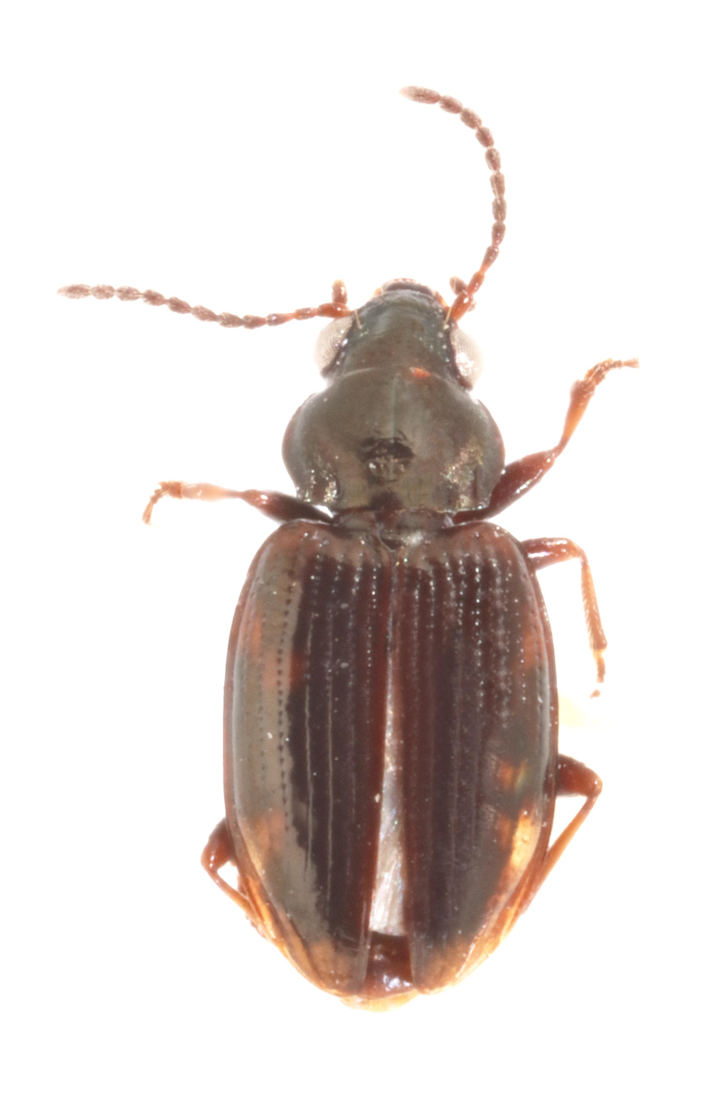 Bembidion galapagoensis Alcedo Volcano, Isabela Island. Specimen housed in the ICCDRS collection (ICCDRS 3823) Photo: María Sol Herrera, CDF, 2024.